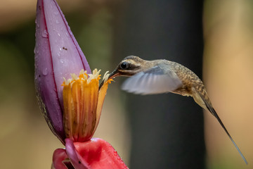 Blue hummingbird Violet Sabrewing flying next to beautiful red flower. Tinny bird fly in jungle. Wildlife in tropic Costa Rica. Two bird sucking nectar from bloom in the forest. Bird behaviour