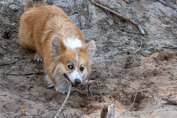 welsh corgi pembroke dog plays with tree roots