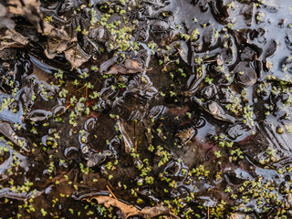 Duckweed, Natural Green Duckweed, Lesser Duckweed cover the pond for background or texture.