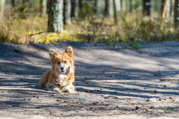 beautiful portrait of a red welsh corgi pembroke dog lying down in the forest