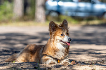 beautiful portrait of a red welsh corgi pembroke dog lying down in the forest