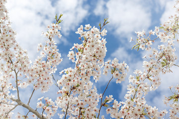 Sakura cherry blossoms over blue sky