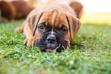 Adorable boxer puppy lying in the grass