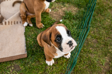 Adorable little boxer puppy sitting on grass behind the fence