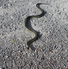 Garter Snake on Gravel