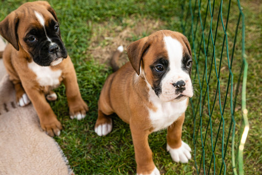 Two adorable little boxer puppies sitting on grass behind the fence