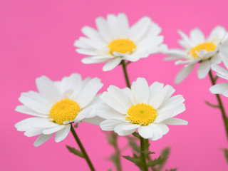 Fototapeta premium ノースポールの花