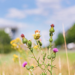 Cardus surviving summer drought