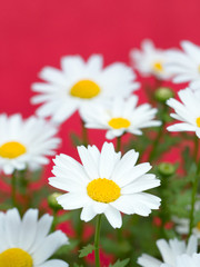 Obraz premium ノースポールの花