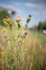 Cardus surviving summer drought