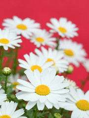 ノースポールの花