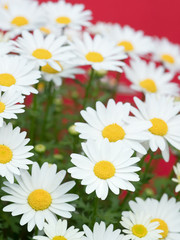Obraz premium ノースポールの花