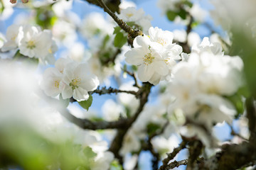 üppige Blütenpracht beim Apfelbaum im Frühjahr, weiße und  rosa  Blüten mit Blütenorgane vor blauem Himmel