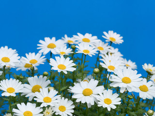 Fototapeta premium ノースポールの花