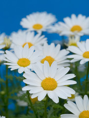 Fototapeta premium ノースポールの花