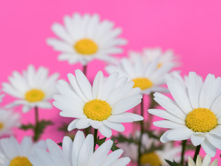 Obraz premium ノースポールの花