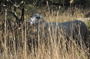 sheep in a field behind big dry grass.