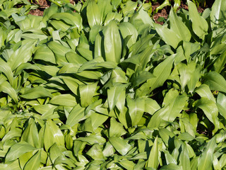 Fototapeta premium (Allium ursinum) Tapis d'ail des ours avant floraison aux grandes feuilles vertes 