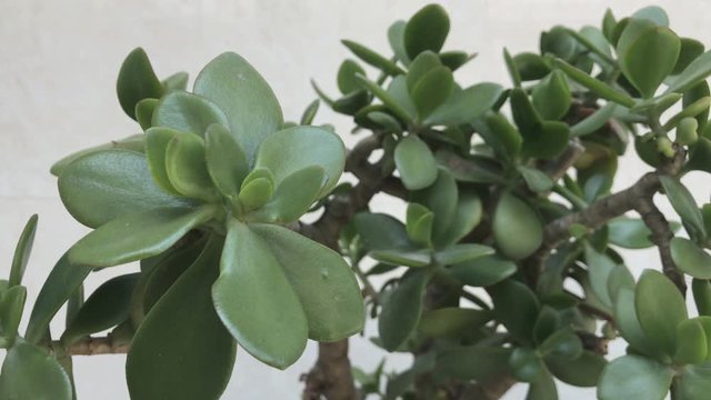 Close up look of the house plant succulent in the sunny day. Crassula ovata, commonly known as jade plant, lucky plant, money plant or money tree.