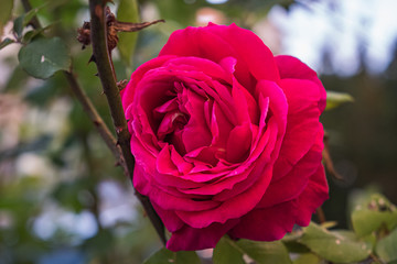 Fototapete bei efototapeten.de bestellen   