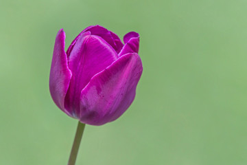 purple tulip flower against green background