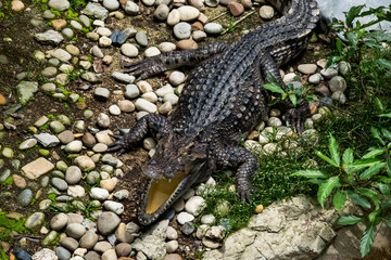 crocodile is opening its mouth at the crocodile farm in Thailand Zoo.