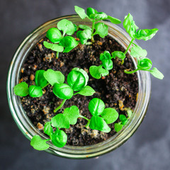 basil, young plant green seedlings, microgreens Menu concept. food background. top view copy space for text keto or paleo diets