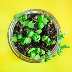 basil, young plant green seedlings, microgreens Menu concept. food background. top view copy space for text keto or paleo diets