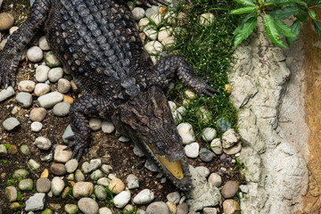 crocodile is opening its mouth at the crocodile farm in Thailand Zoo.