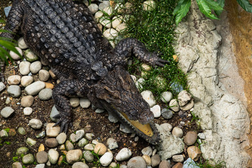 crocodile is opening its mouth at the crocodile farm in Thailand Zoo.