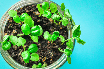 basil, young plant green seedlings, microgreens Menu concept. food background. top view copy space for text keto or paleo diets
