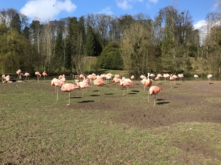 group of flamingos