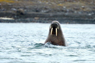 Walruss in nature environment swimming around