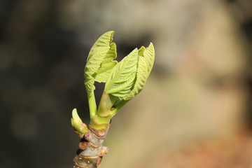 무화과 나무 새순 무화과잎