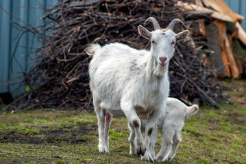 A young kid walks with his mother a goat in the open air.