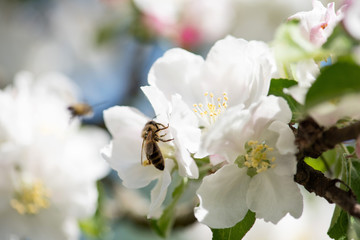 Fototapeta na wymiar üppige Blütenpracht beim Apfelbaum im Frühjahr, weiße und rosa Blüten mit Blütenorgane vor blauem Himmel