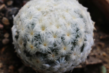 close up of white furry cactus 