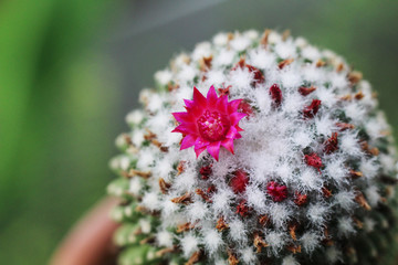 close up of pink flowers of green cactus with furry white 