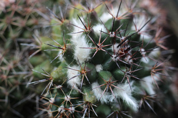 close up of green cactus