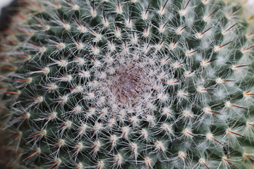 close up of green cactus