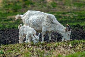 Young white goat and mom goat eat green grass.