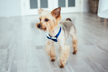 A cute dog with a blue bow tie is walking at home. Yorkshire Terrier. Lifestyle. Homeliness.