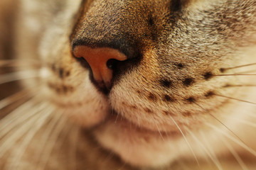 close up of cat face 