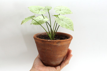 hand held little pale green syngonium  in brown pot on white background