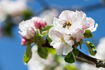 üppige Blütenpracht beim Apfelbaum im Frühjahr, weiße und  rosa  Blüten mit Blütenorgane vor blauem Himmel