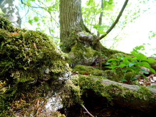 Schöner Waldmoßboden im Frühling