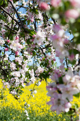 Cerezo en pleno auge