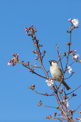 さくらとすずめ