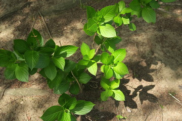 朝の木漏れ日に当たる公園の紫陽花の若葉