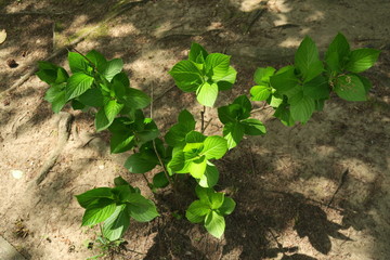 朝の木漏れ日に当たる公園の紫陽花の若葉